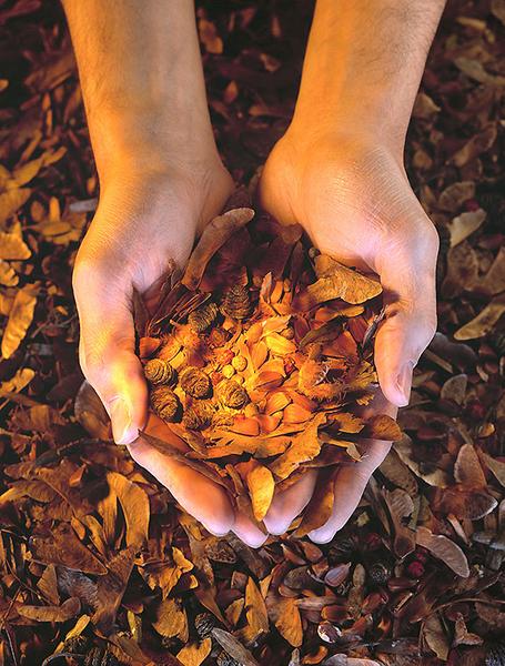 Zwei Hände halten eine Ansammlung von buntem, trockenen Laub und kleinen Samen. Der Boden ist ebenfalls mit ähnlichem Laub bedeckt, und das Licht auf den Händen und dem Laub erzeugt eine warme, einladende Atmosphäre.