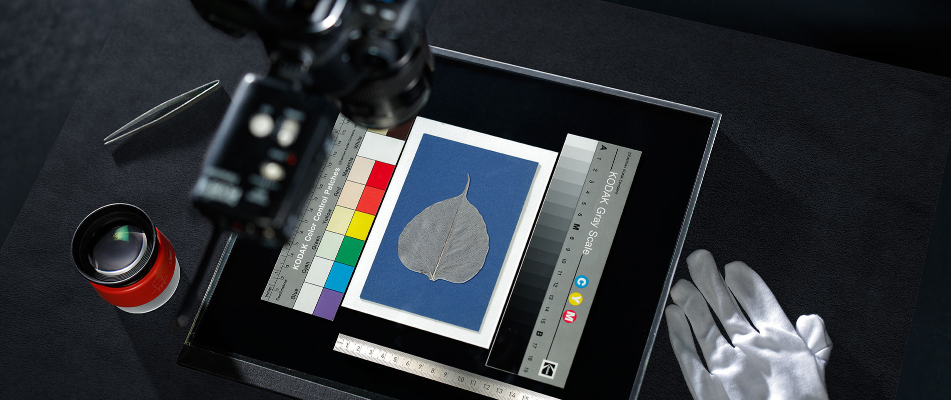Reproduktion eines gerahmten Blattes eines Bodhi Baums Ein Fotoapparat ist auf ein Blatt Papier gerichtet, das ein Bild eines Blattes auf blauem Hintergrund zeigt. Daneben befinden sich Farbkarten, ein Lineal und ein silberner Handschuh auf einem dunklen Tisch.
